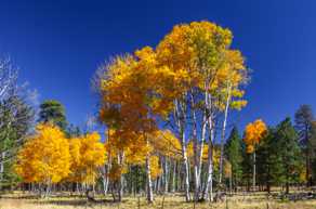 Aspens near Flagstaff-4256.jpg Aspens near Flagstaff-4256.jpg